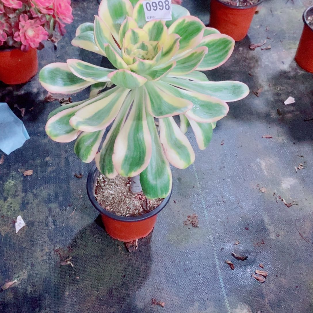 燕姿锦998多肉1111