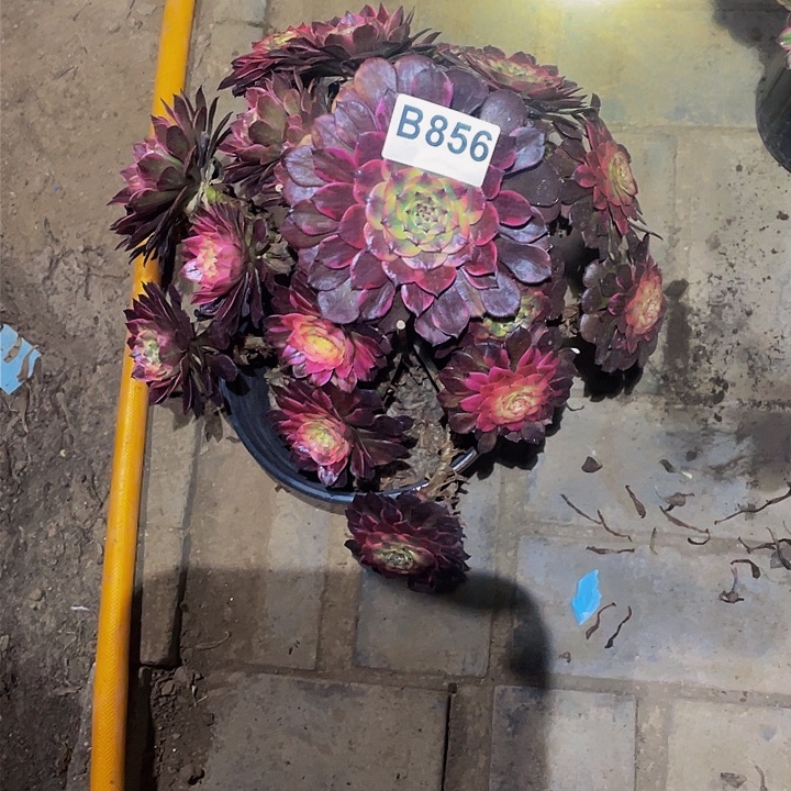 多肉法师856号烟花发货不包损