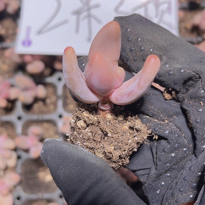 83精品红手指2米3颗