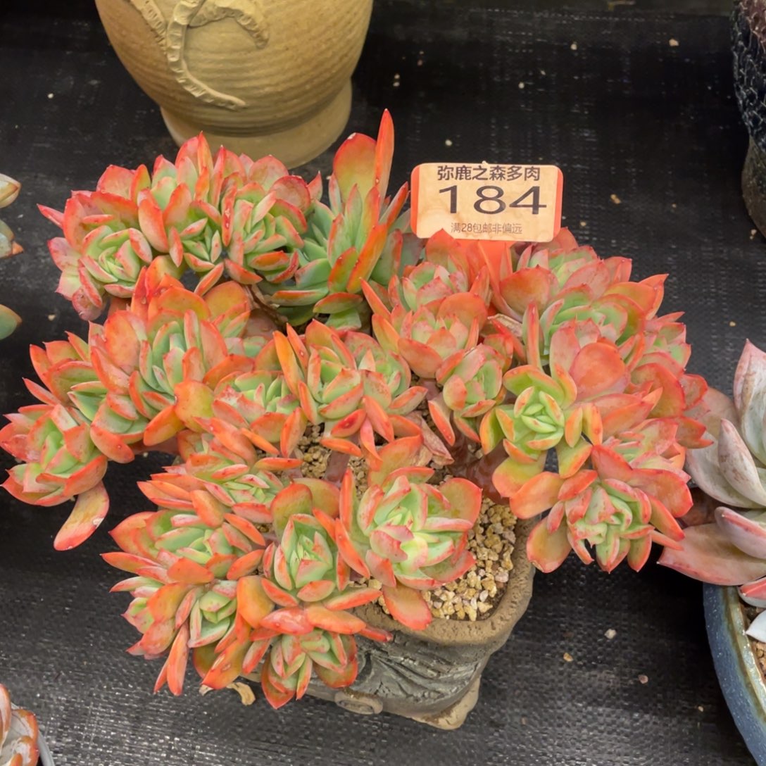 弥鹿之森一物一拍