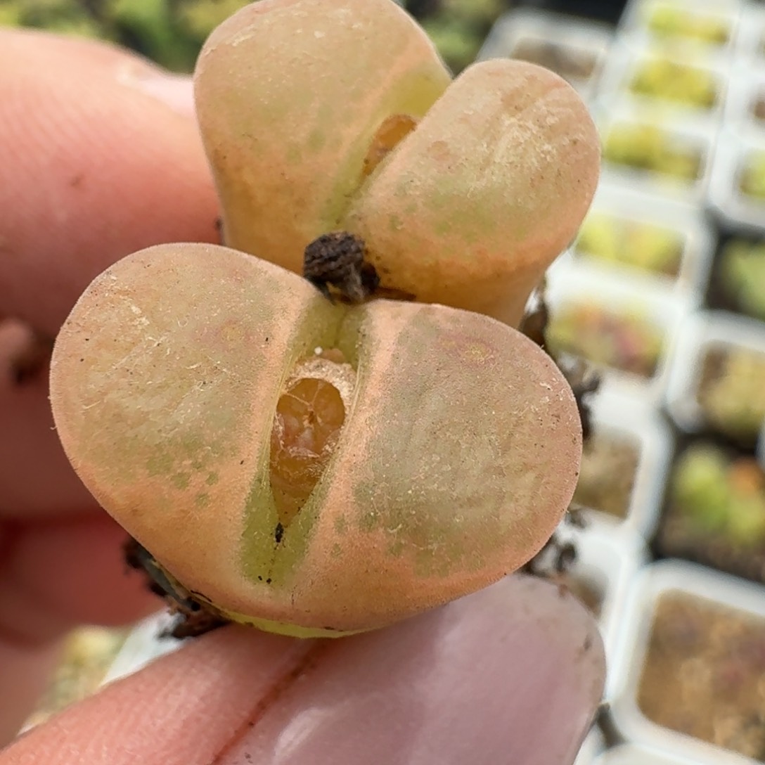 138双头00000000000