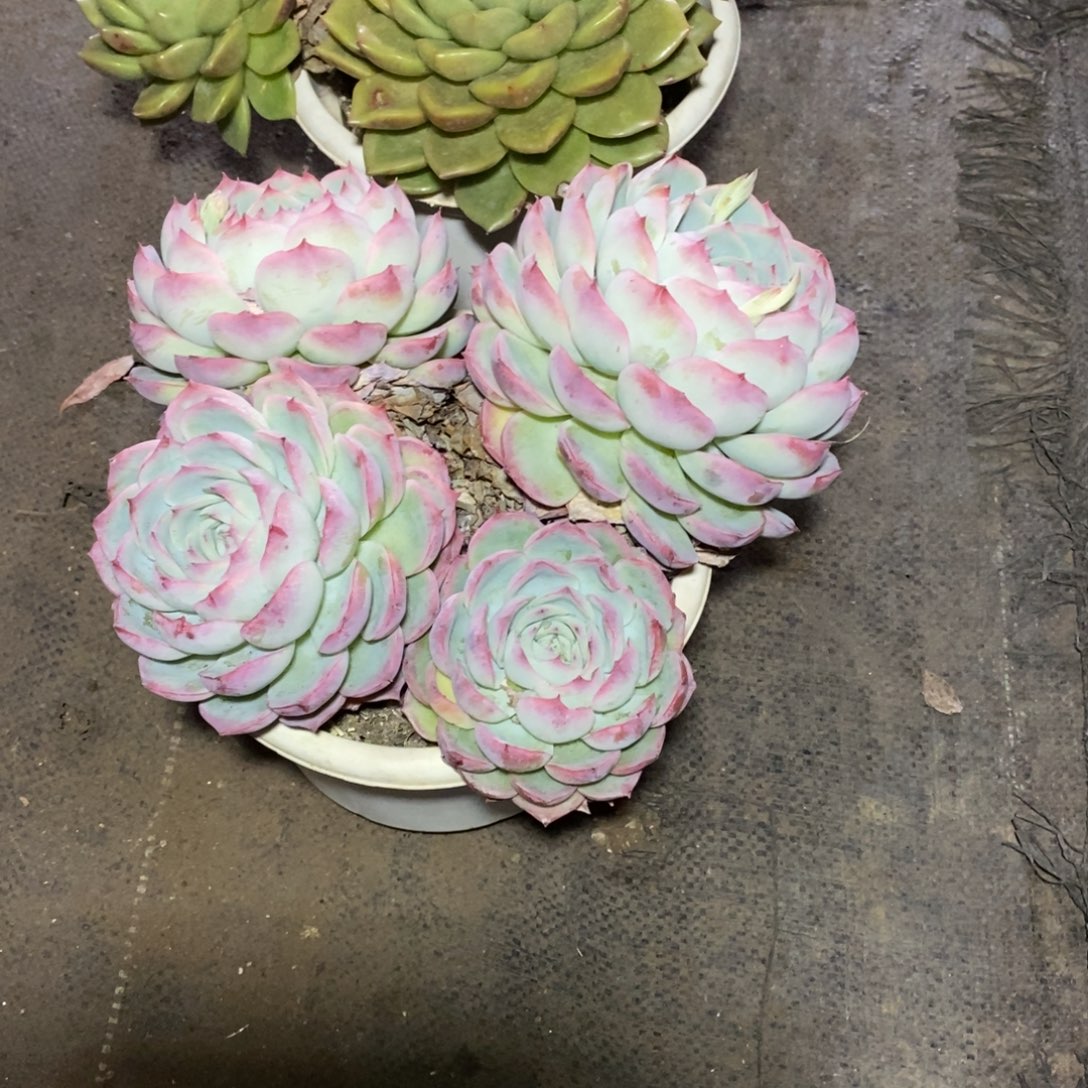 青***诺一物一拍一物一拍