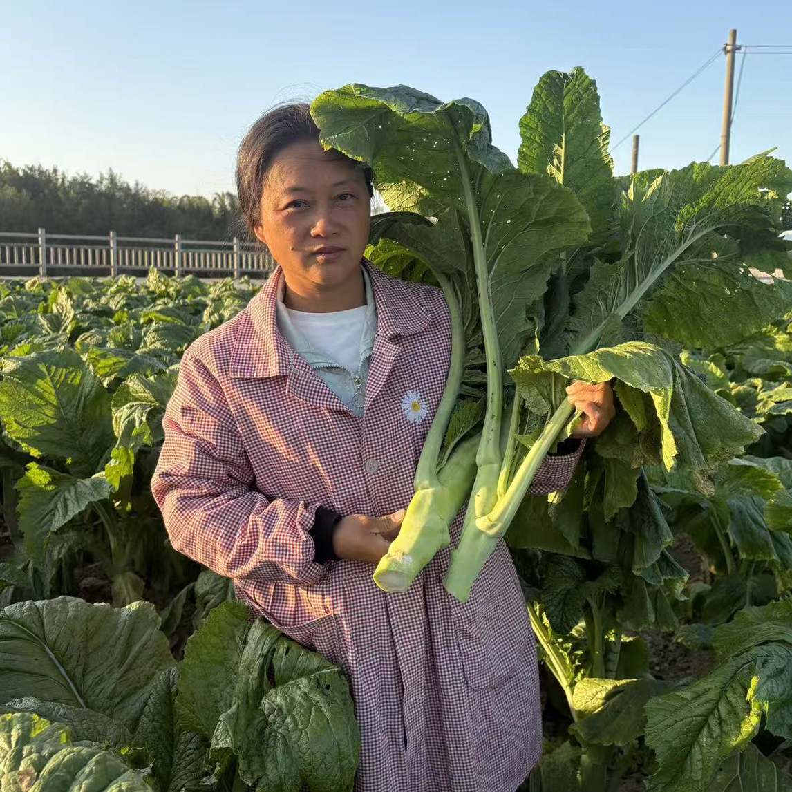 【顺丰包邮】冬季赣南正宗大芥菜农家现摘新鲜时令蔬菜露天种植蔬菜