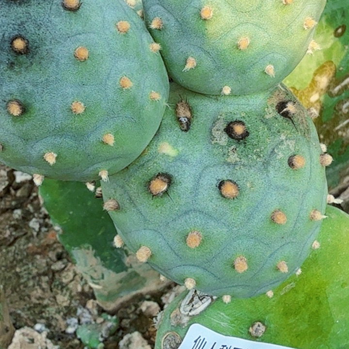 无花朵特圆突绒习220