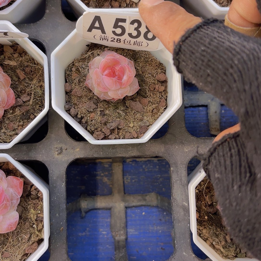 草***莓A538糖心一物语拍