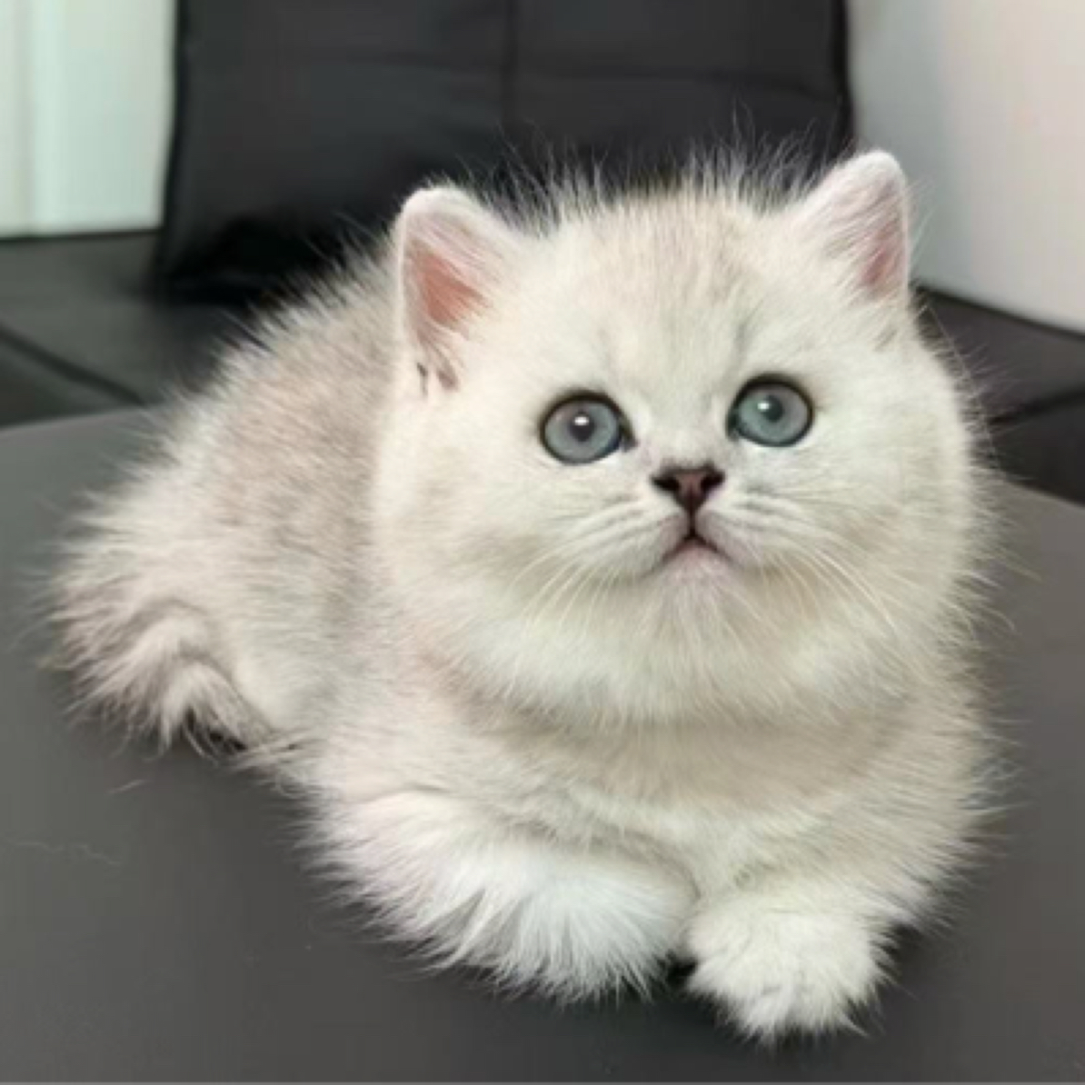 英短纯种幼猫银渐层银点一物一拍