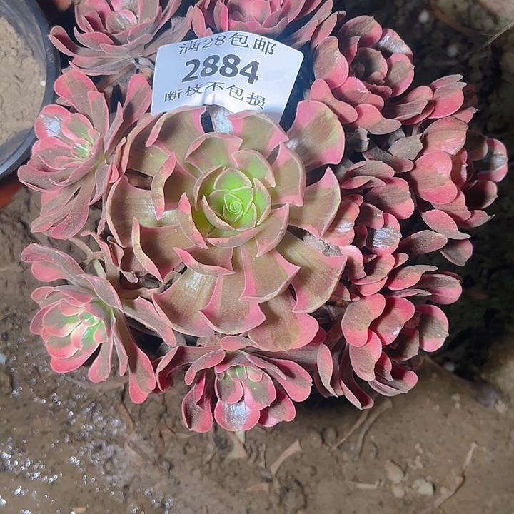 2884爱神多肉植物保护