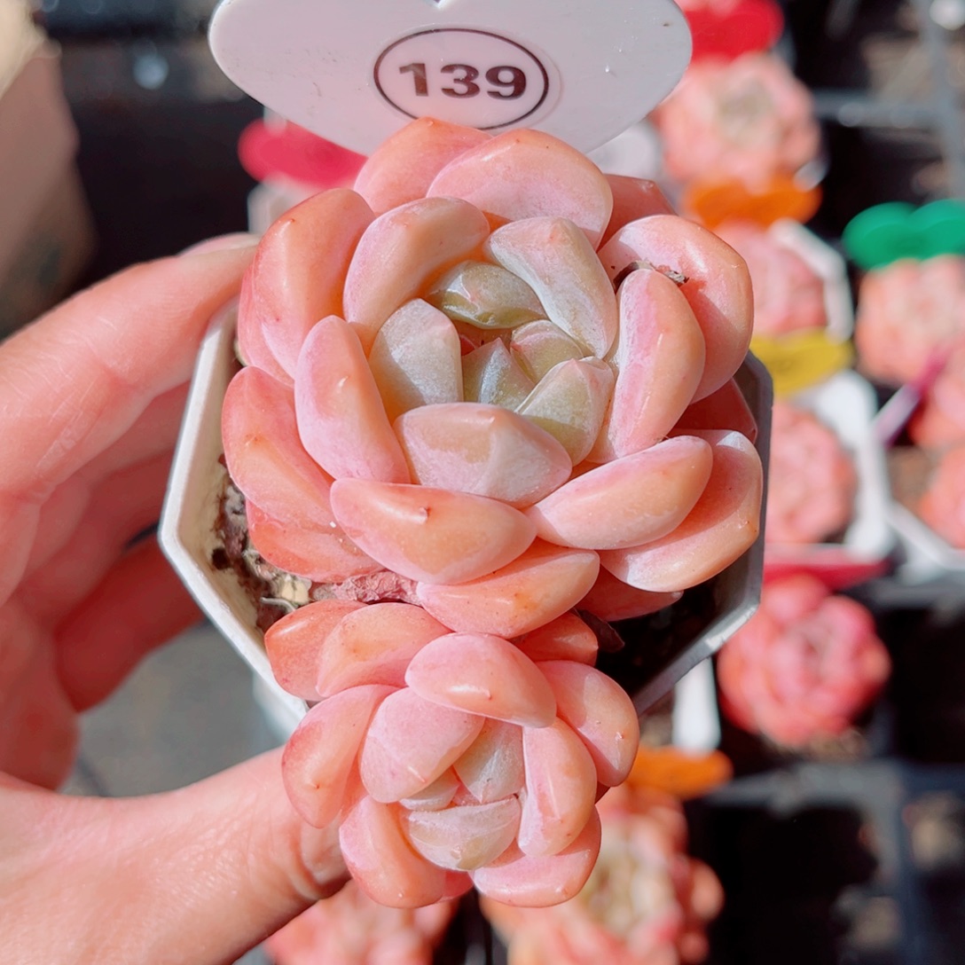 139号小老桩糖心双头
