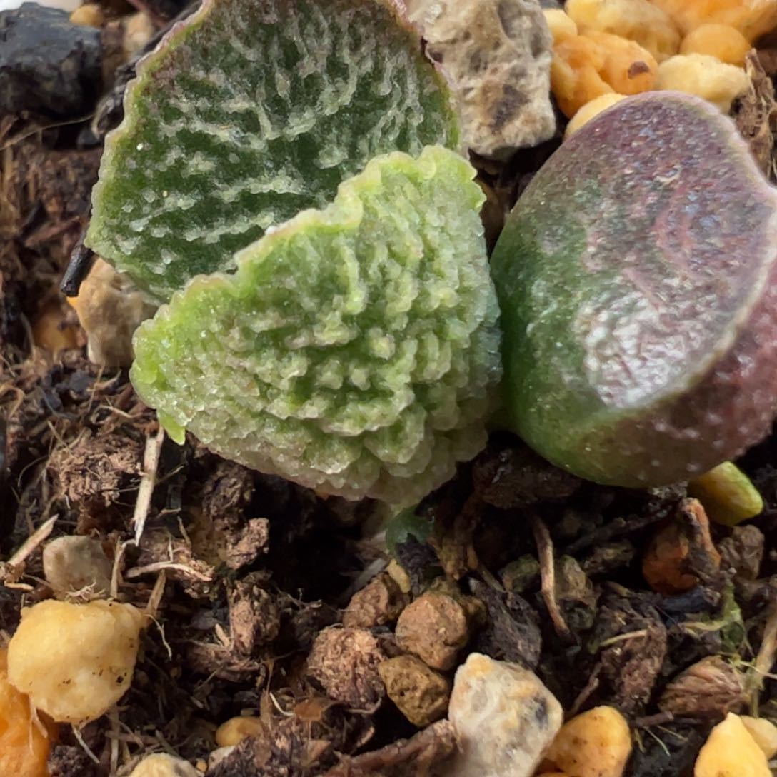 实生新品多肉植物水泡15号