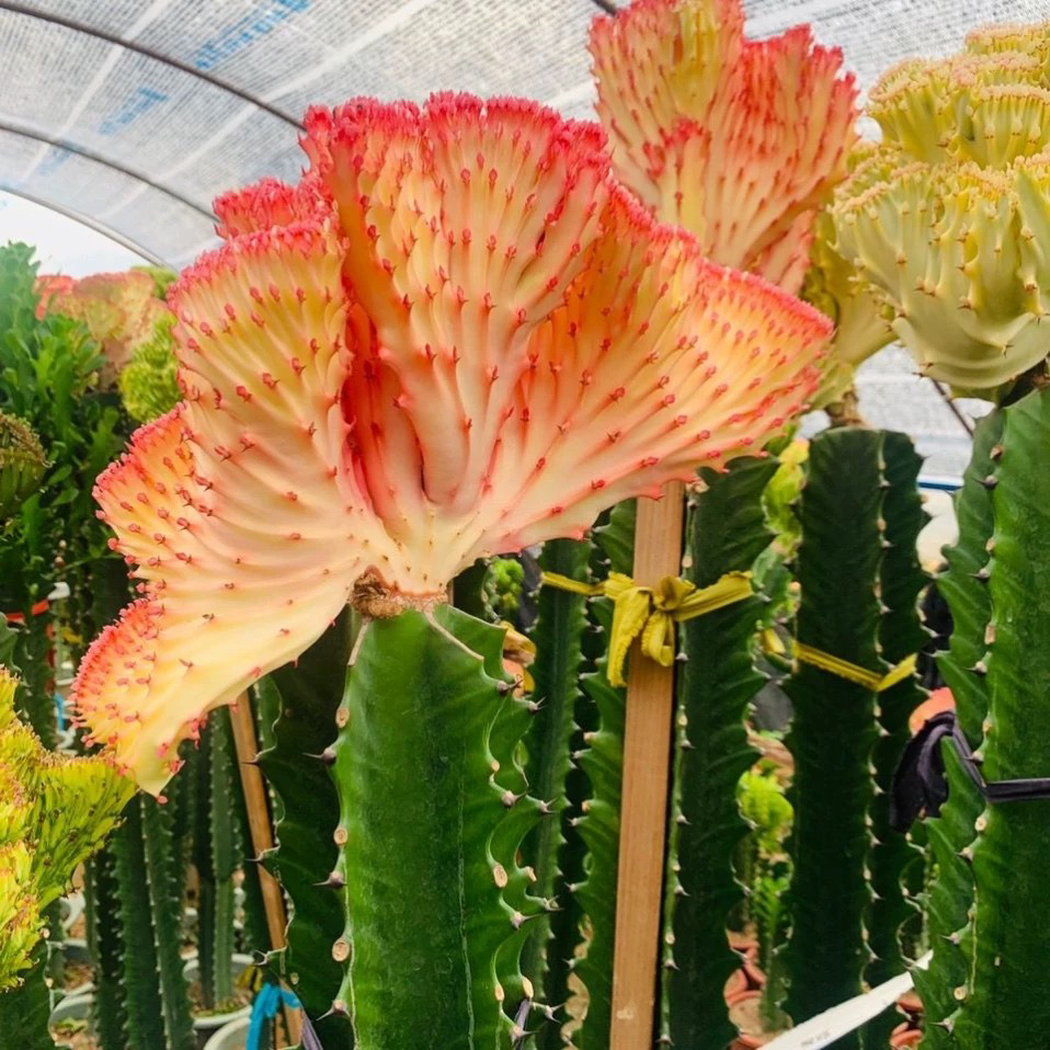 彩麒麟盆栽仙人掌耐旱好养多肉植物观赏桌面吸甲醛室内绿植