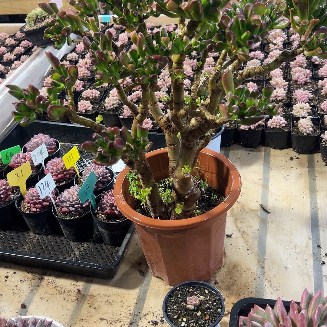 吸财树老桩多肉植物