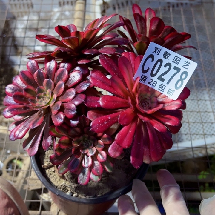 红茶多肉植物法师0278