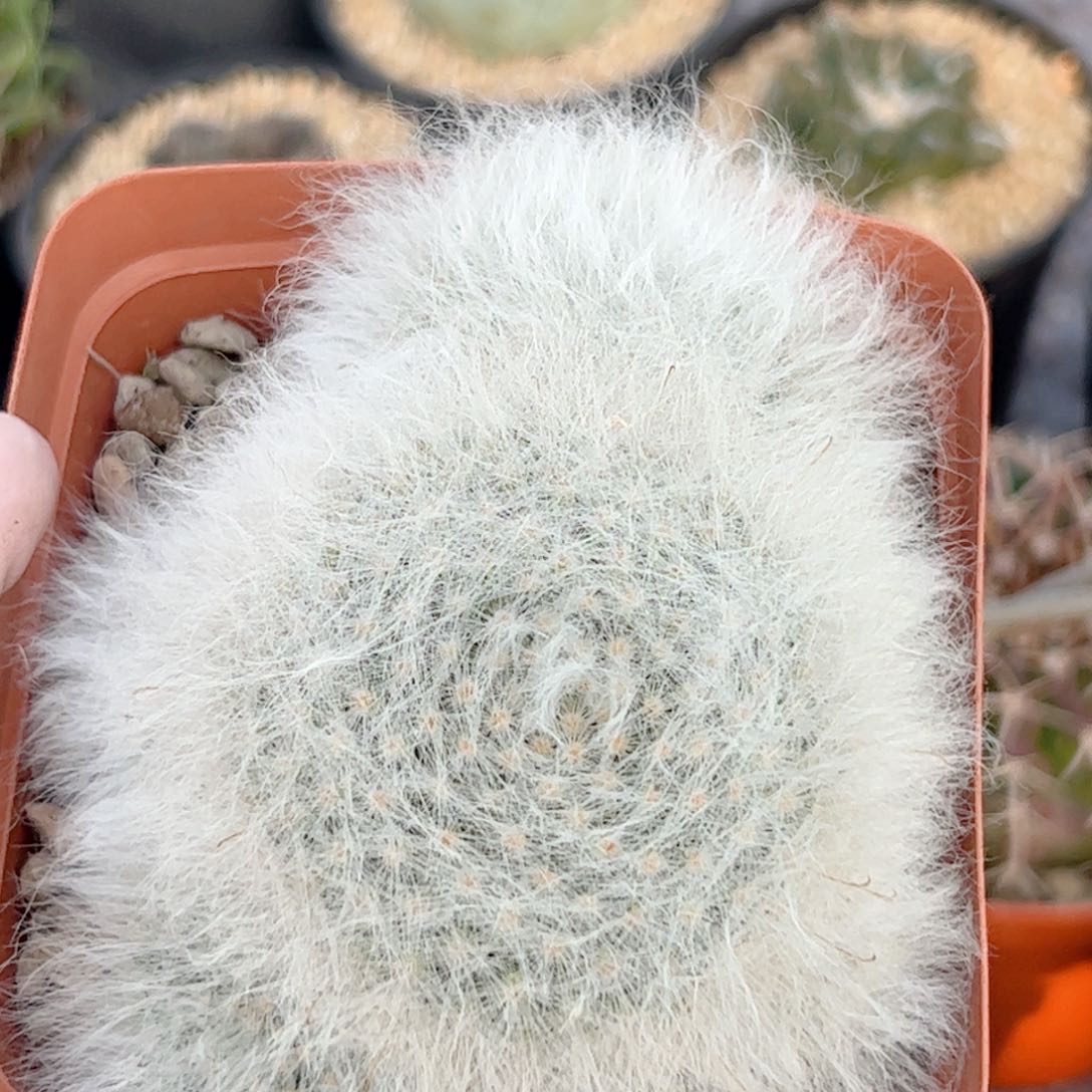 群生无刺丽光殿自根