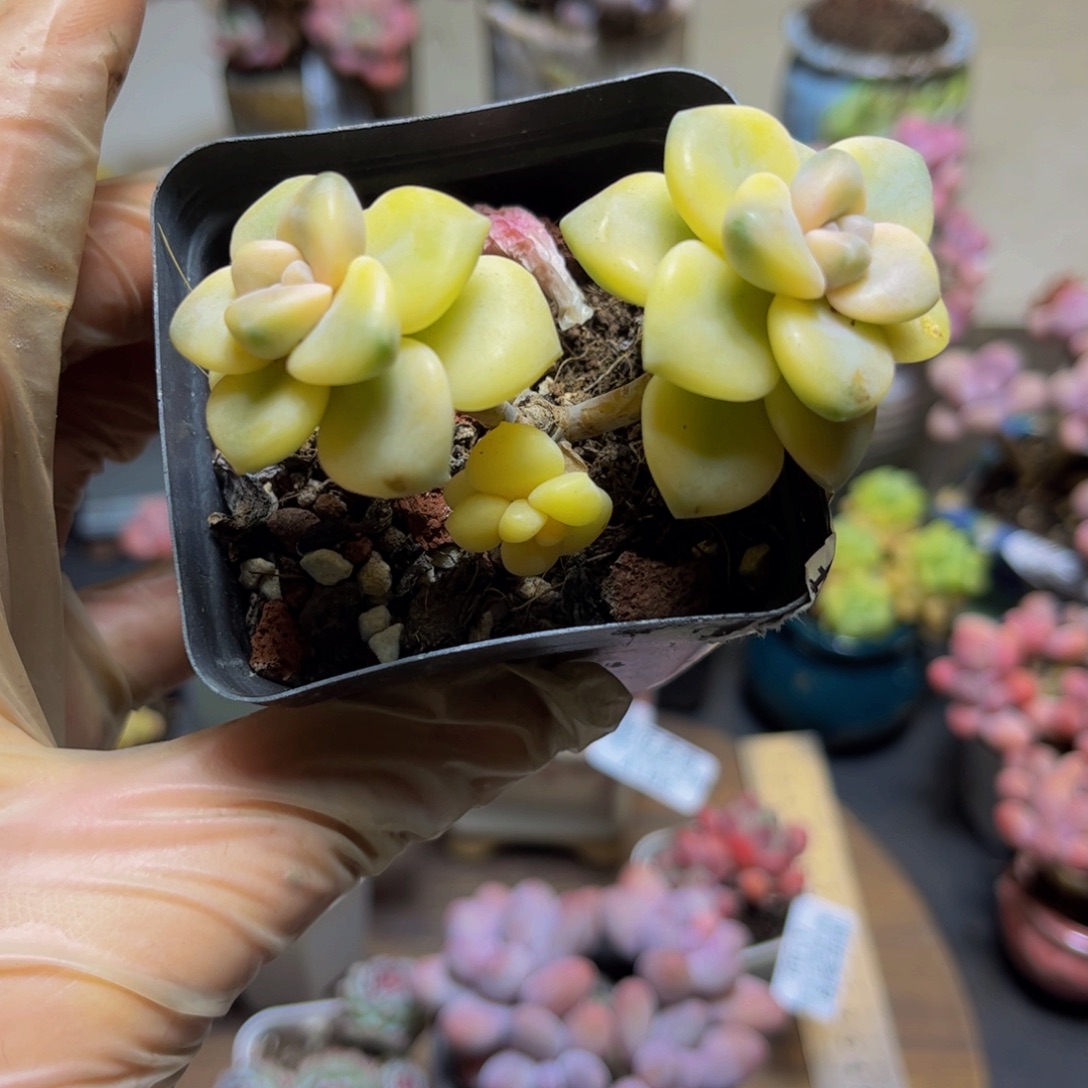 183美杏锦7厘米（有砍）