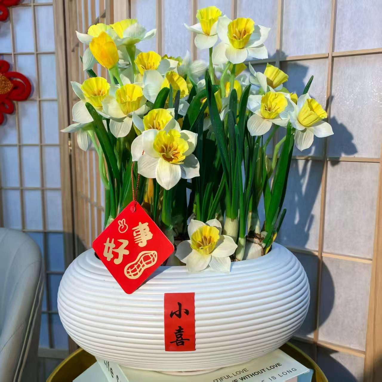 【带芽发货】浓香型水仙花种球四季开花耐寒好养水培室内盆栽