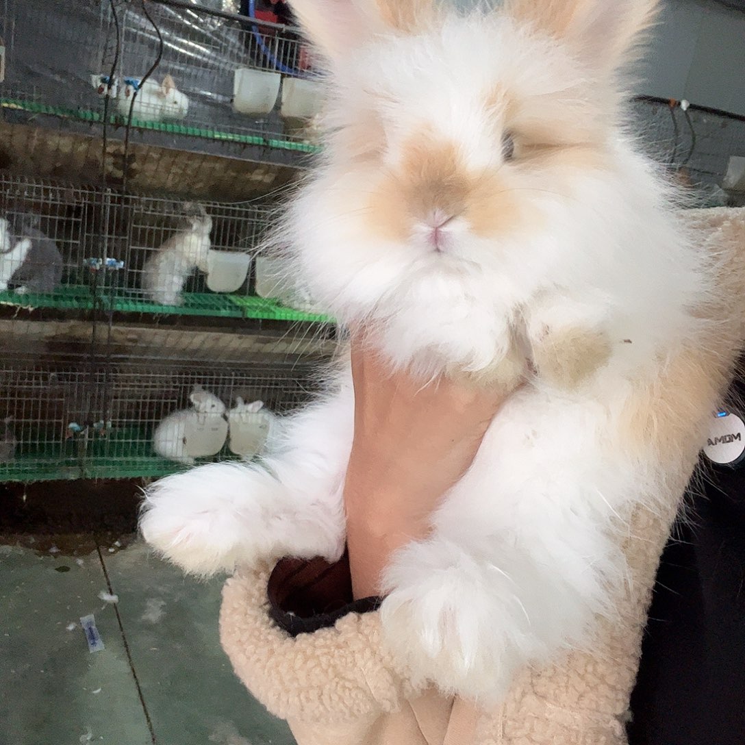 网红安哥拉兔碎班