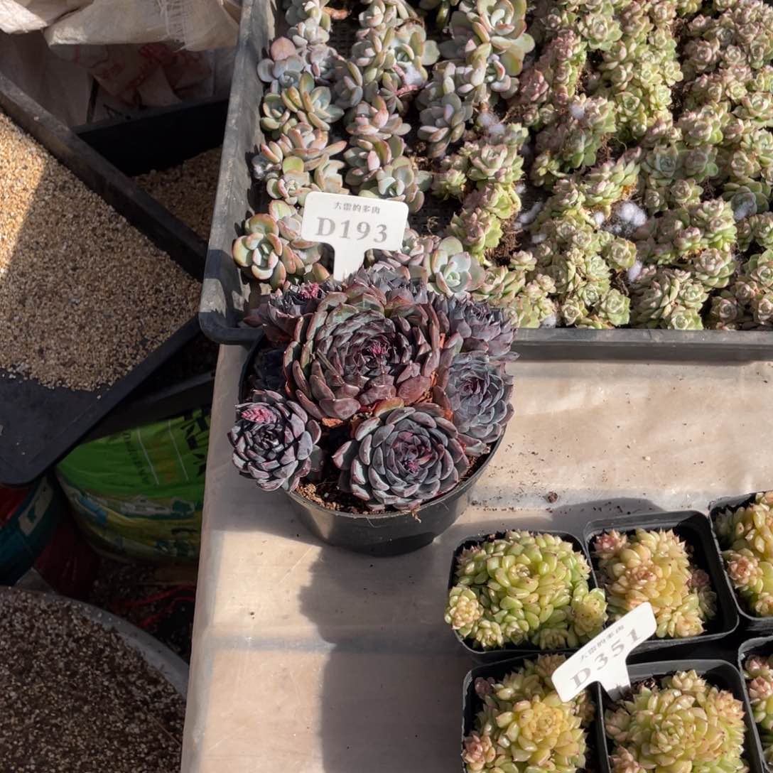 丁**人193蓝色妖姬不带盆啦啦