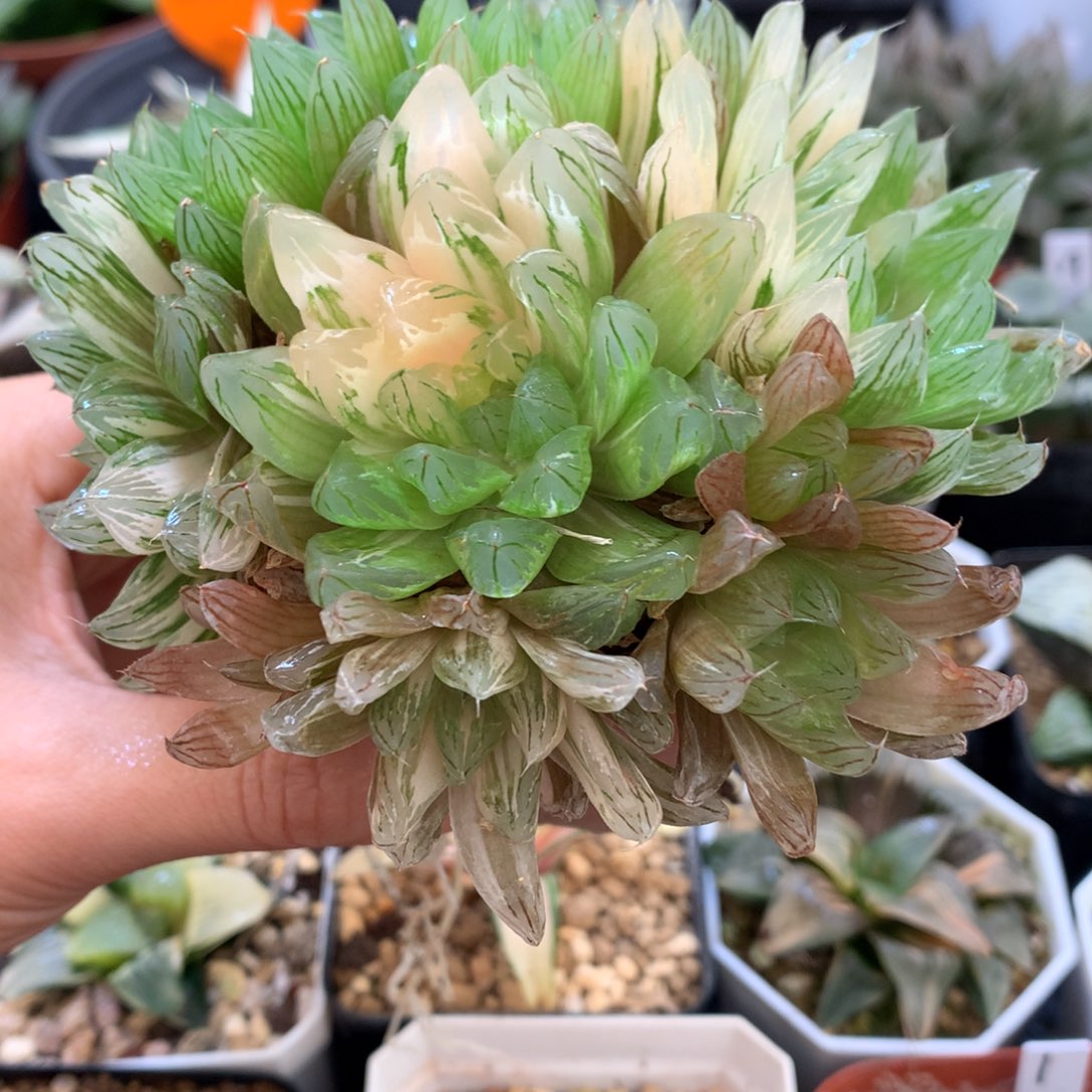 群生花火玉露锦，带盆一起