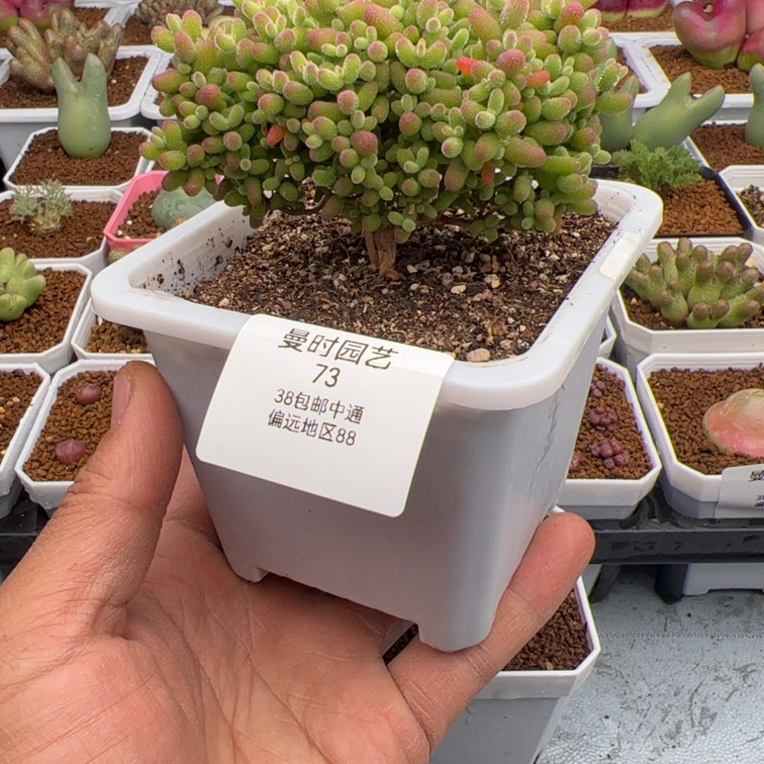 2.23金桔糖球多肉植物73