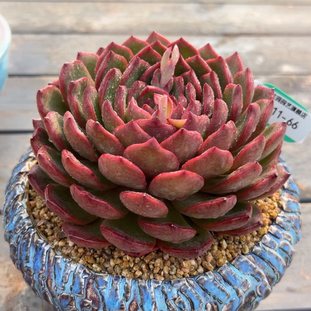 多肉一物一拍0311,-66