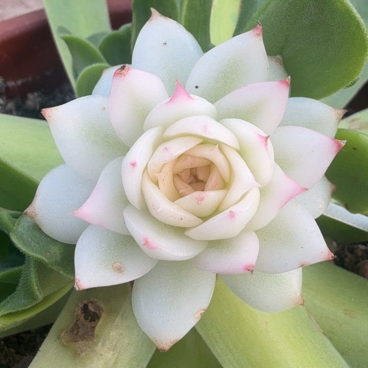 大锦边黑水晶锦模特