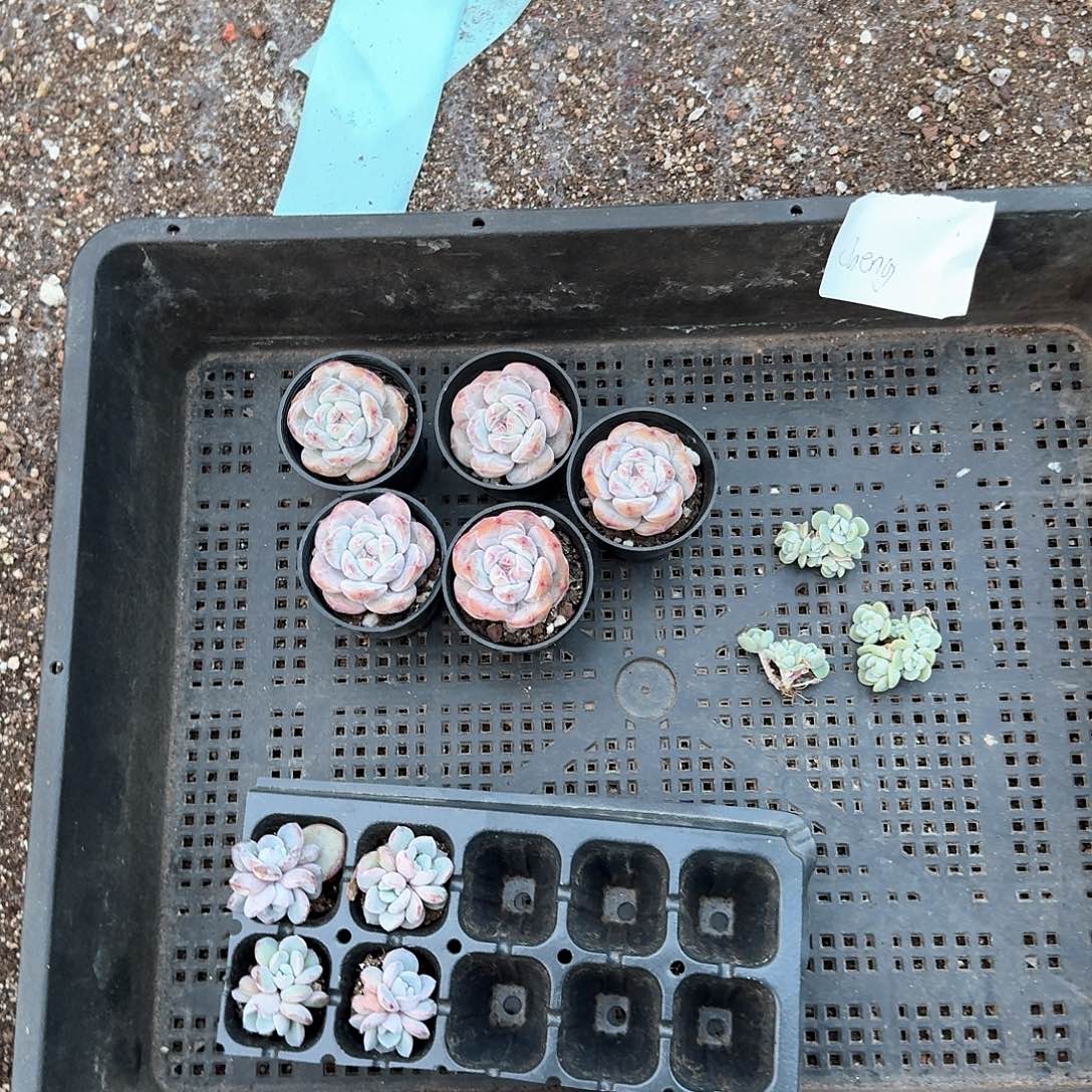 cheng一物一拍专拍