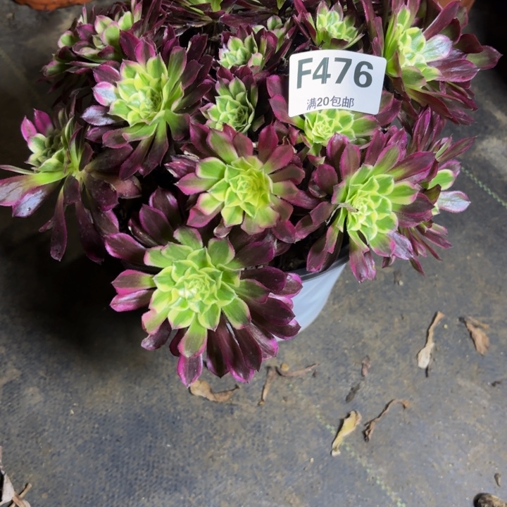 瑞妈，，，。。。。476。天河，