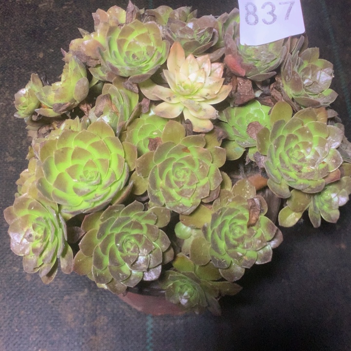 837赤焰多多肉植物