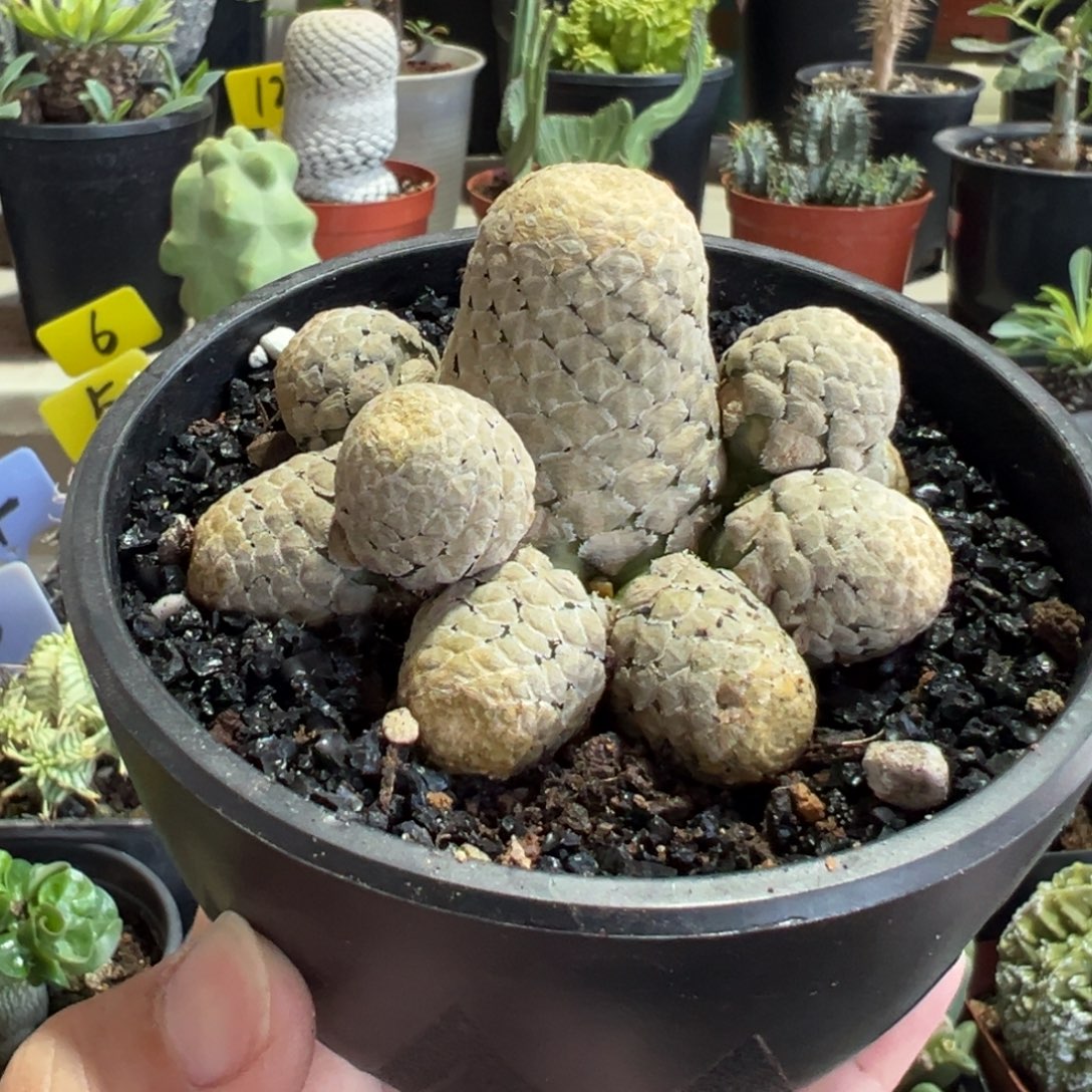 鱼鳞大戟带盆1111111