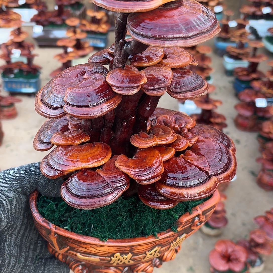 无花朵灵芝是我国著名植物