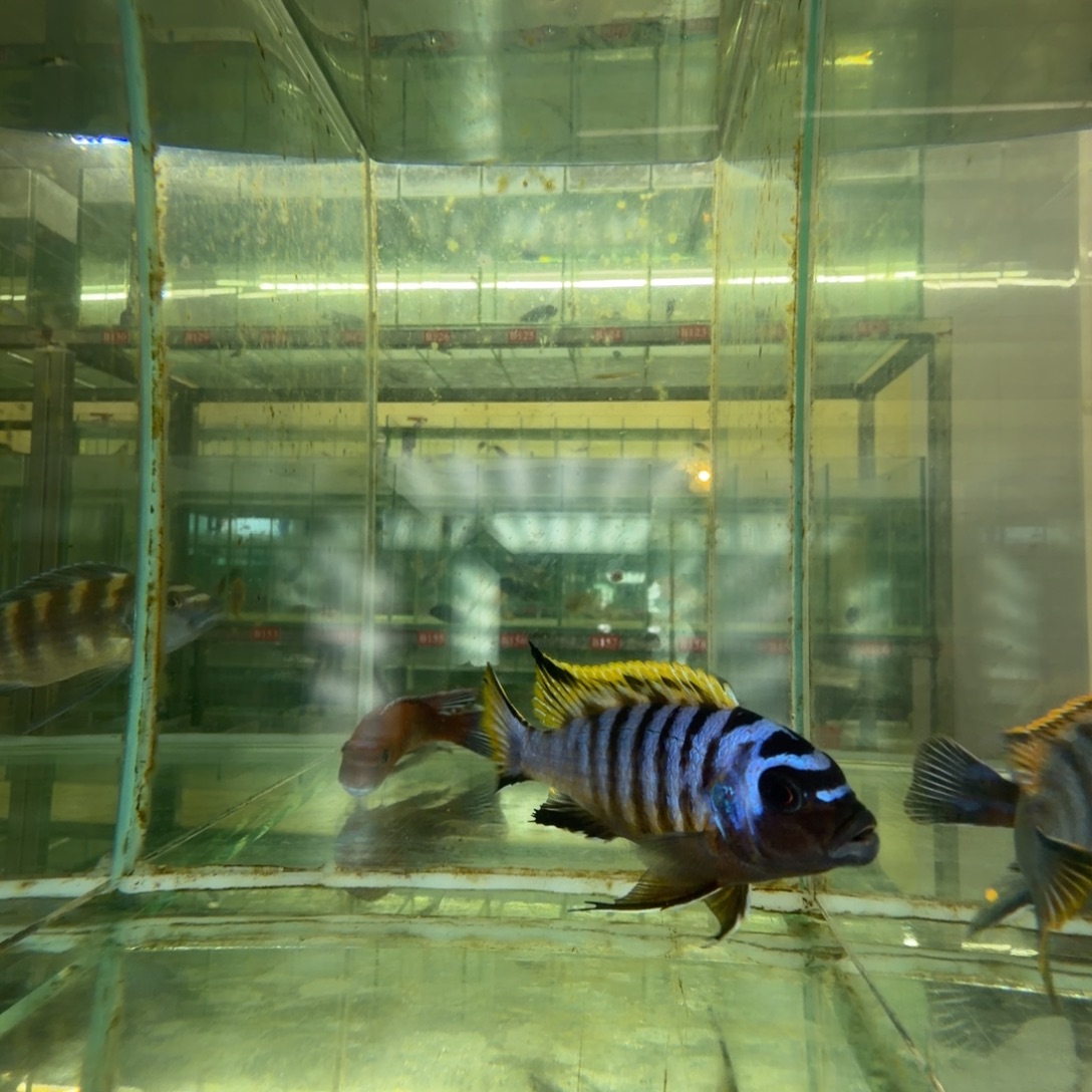 海水鱼B037-紫金10公分