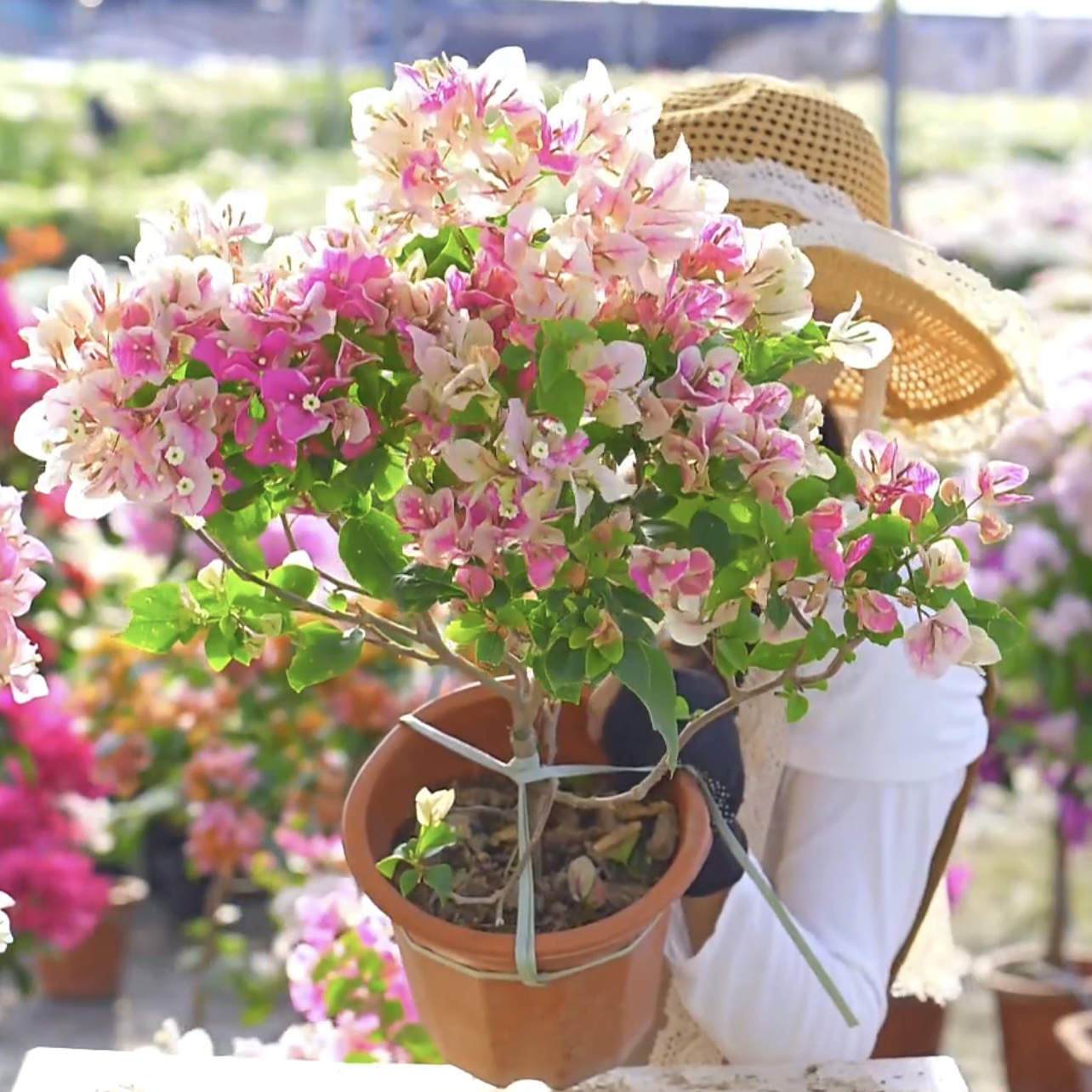 [漳红樱]三角梅开花超勤好养掉花掉叶介意慎拍