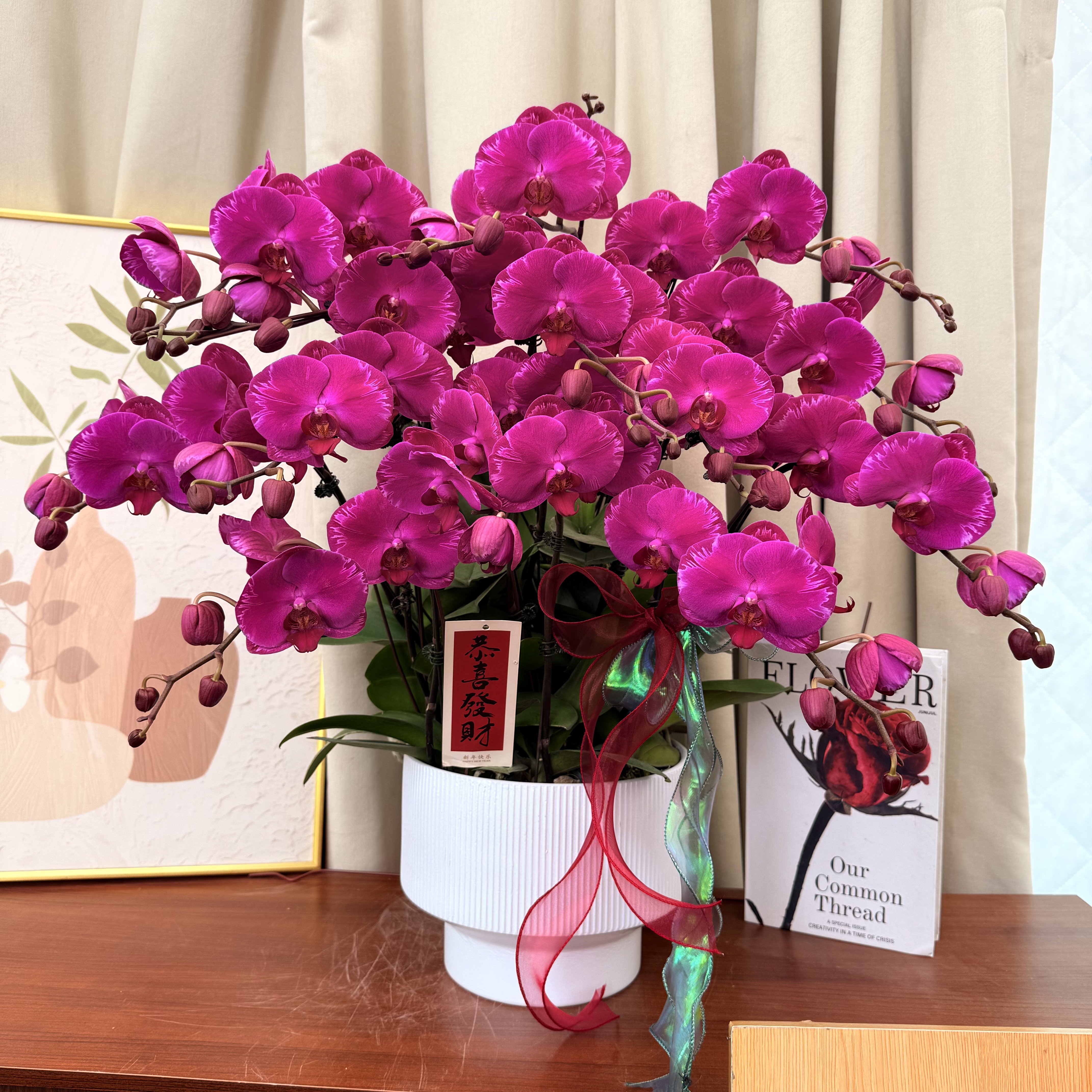 兰花坞蝴蝶蘭《闪边大辣椒》年宵花花 紫红色系 丝绒质地  好养耐开