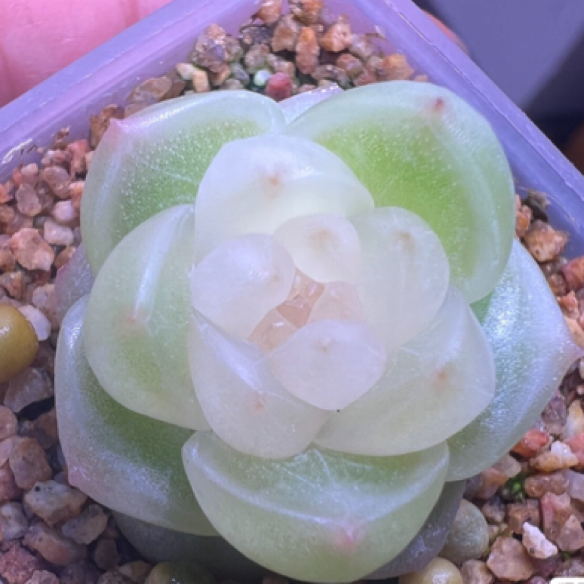 梦纱珍妮玩家播种优选