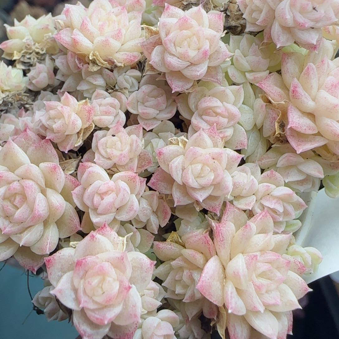 花语逸镜0226-538散