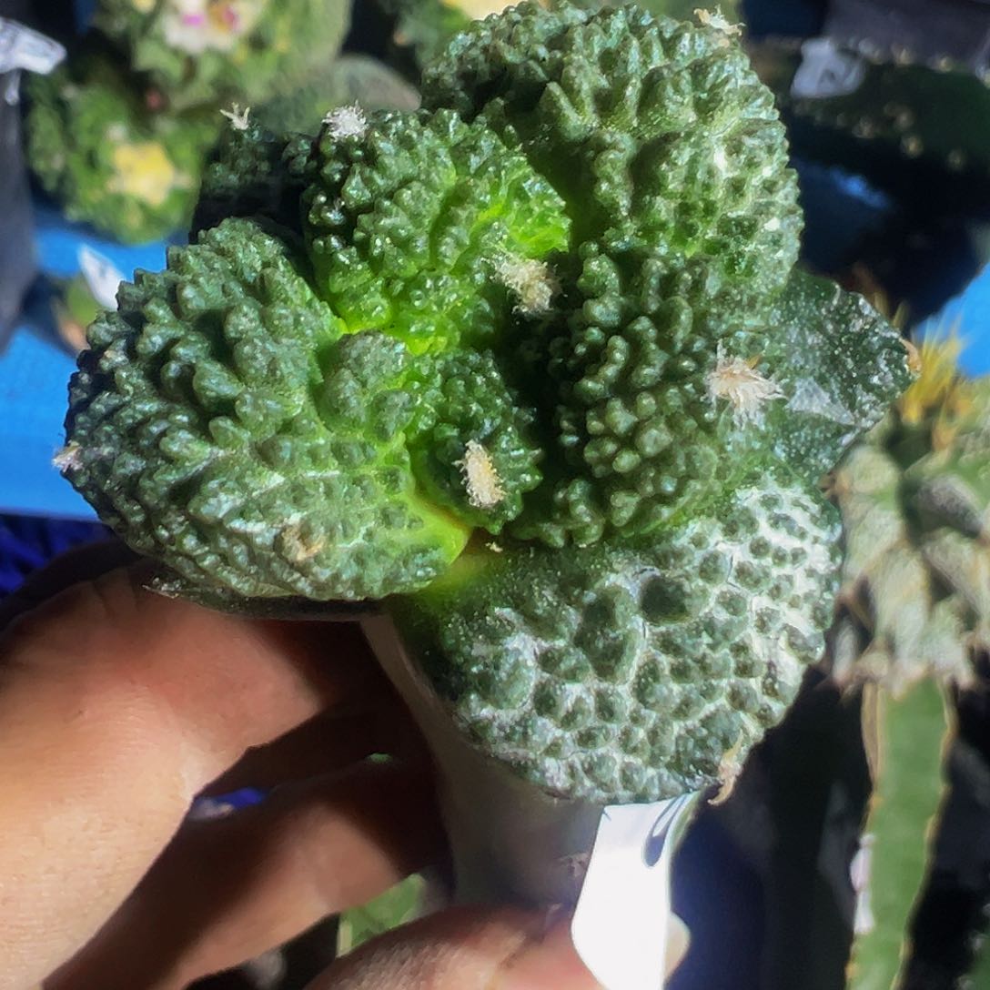 大尤哥斯拉808仙人球