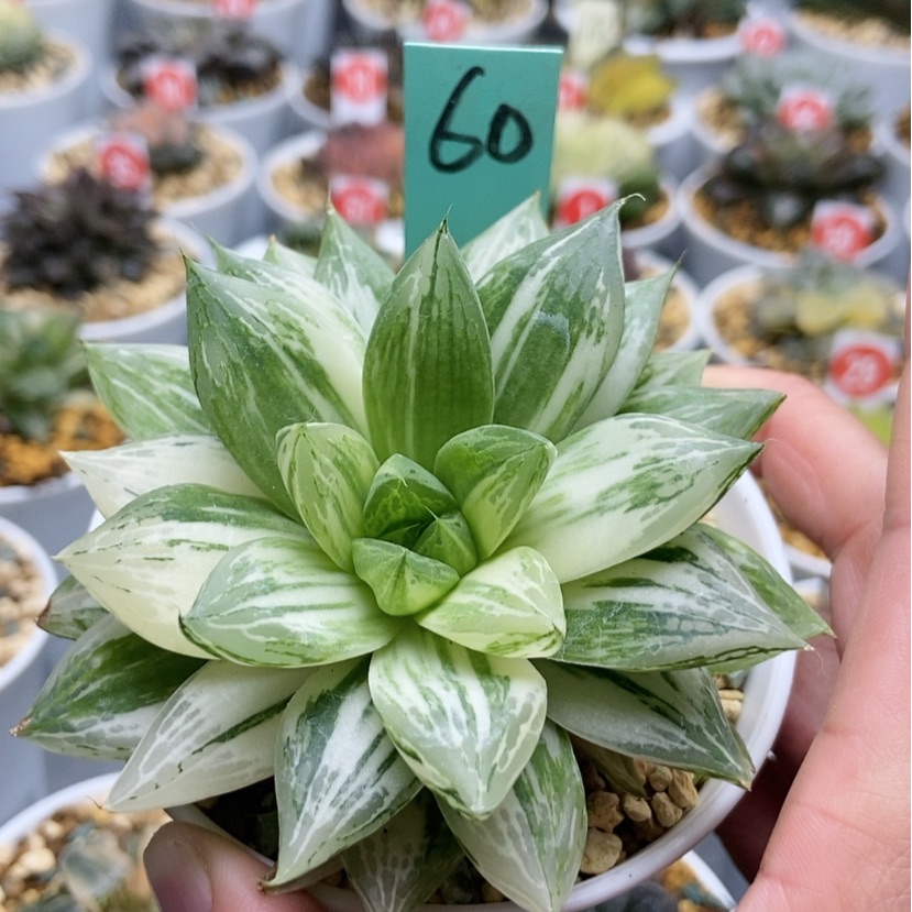 【闪购商品】黑*热60宝草锦