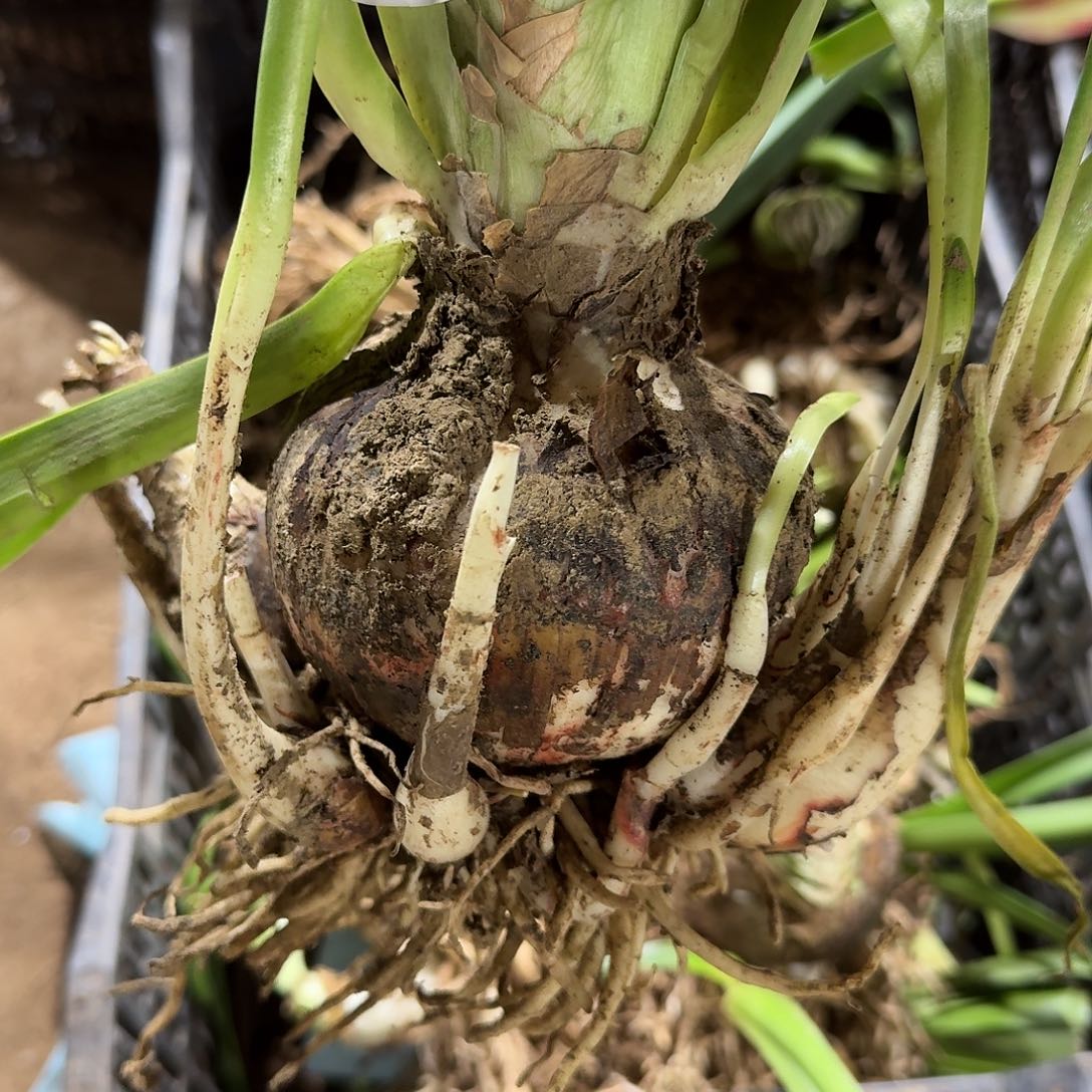 花瓣衬裙10+开花球发发发