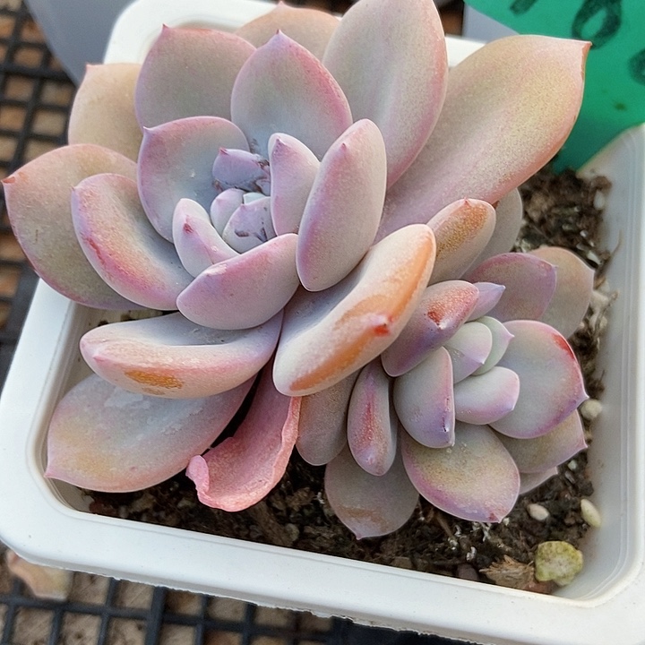 多肉植物韩版奶茶1885