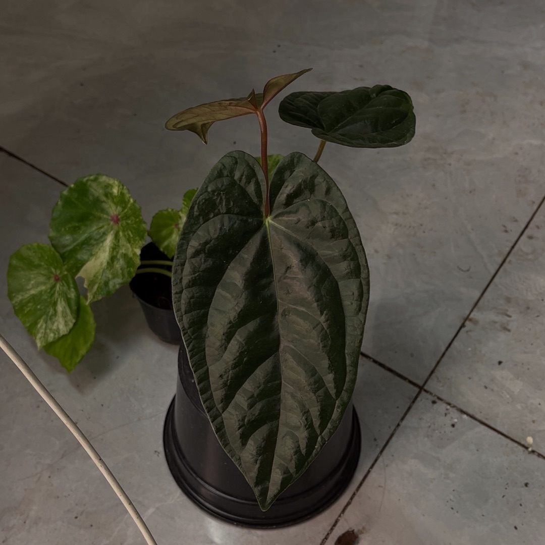 不开花植物奢华杂