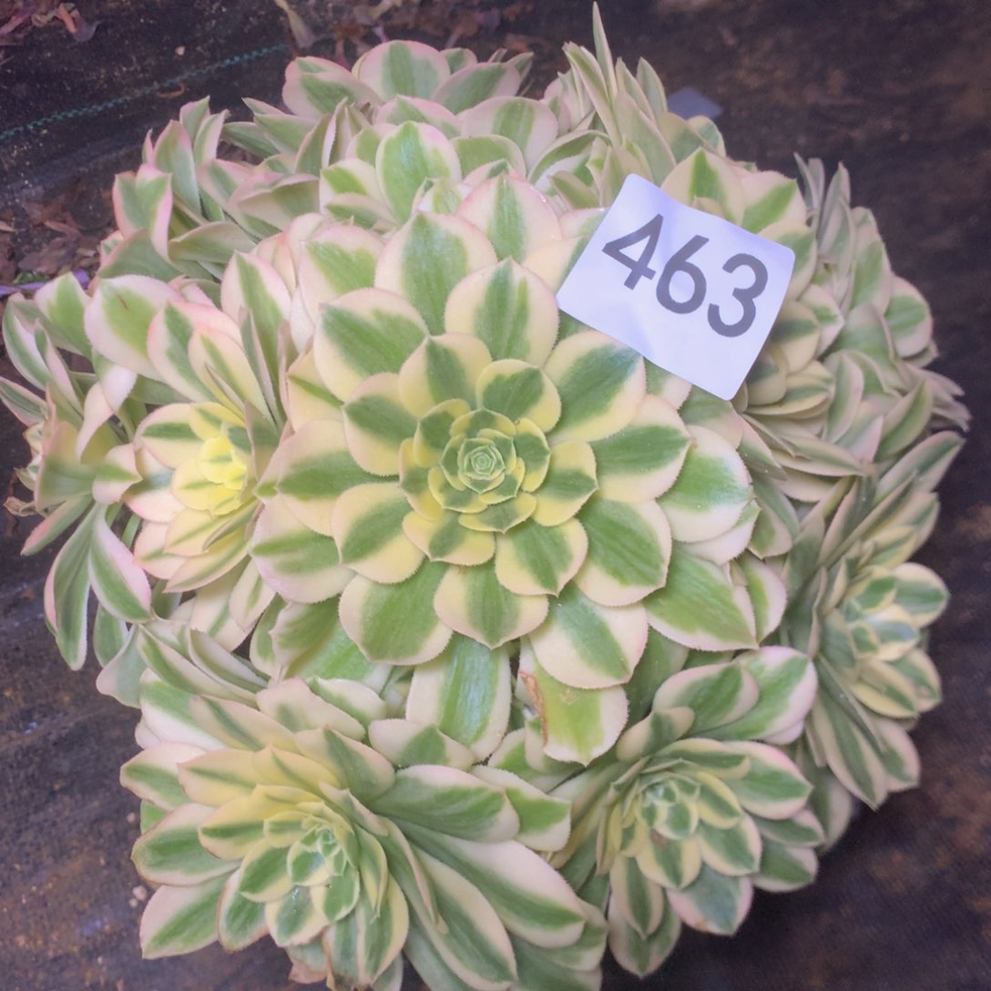 463迈巴多肉植物多肉植物