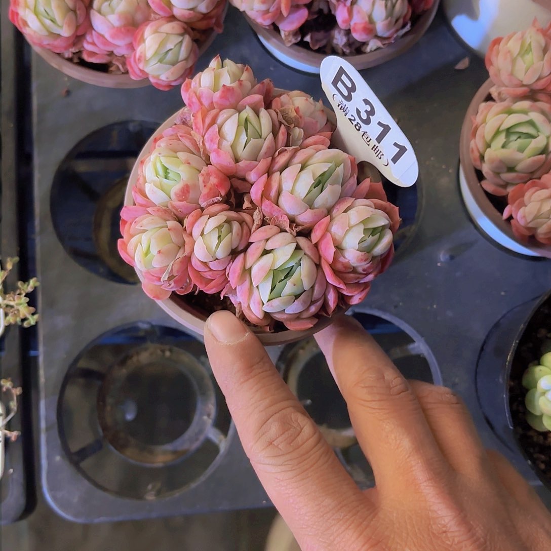 B311贝瑞一物一拍