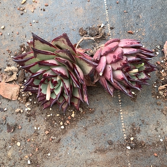 不**去美肉特价活动开始啦