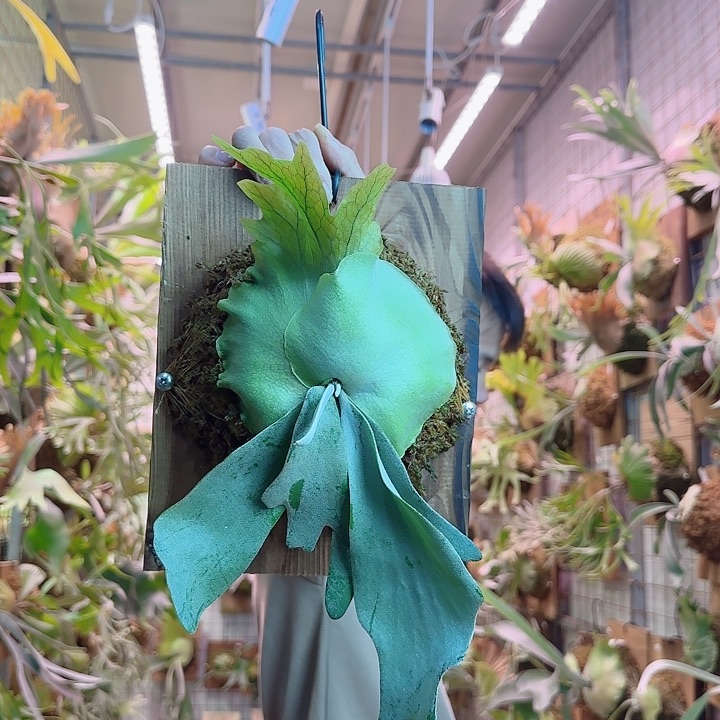 无花朵水汽爪哇a7。  