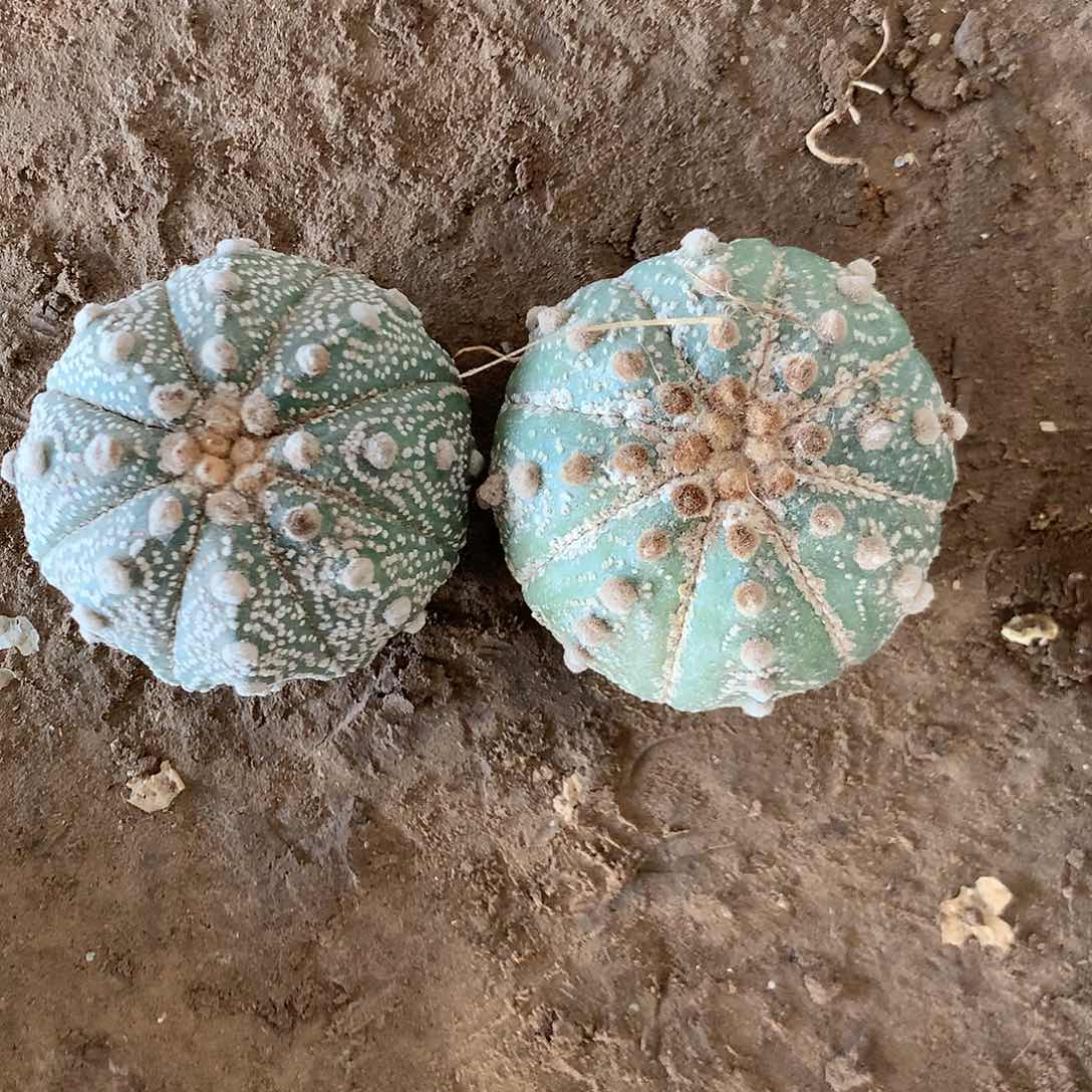 【闪购商品】两兜兜兜