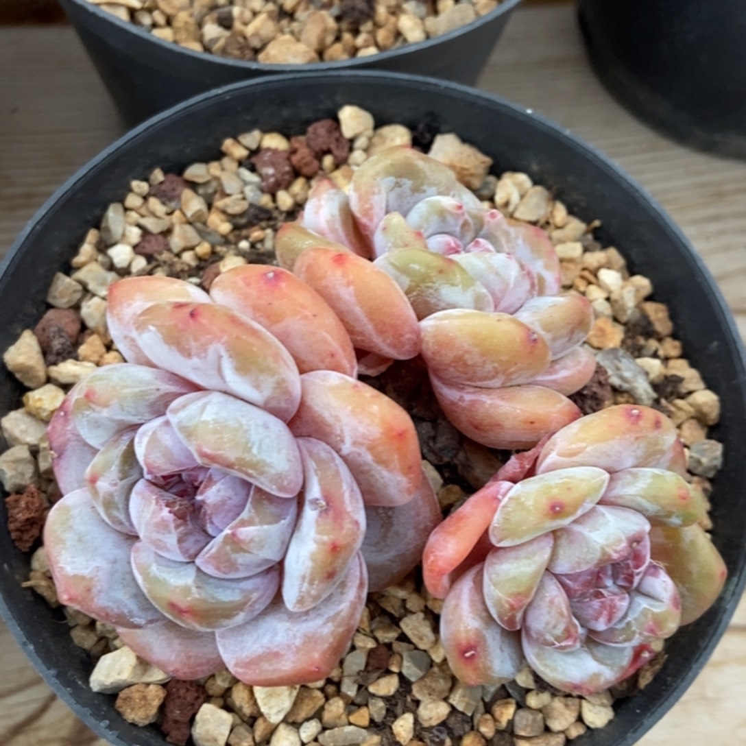 三头胖体趴地老庄