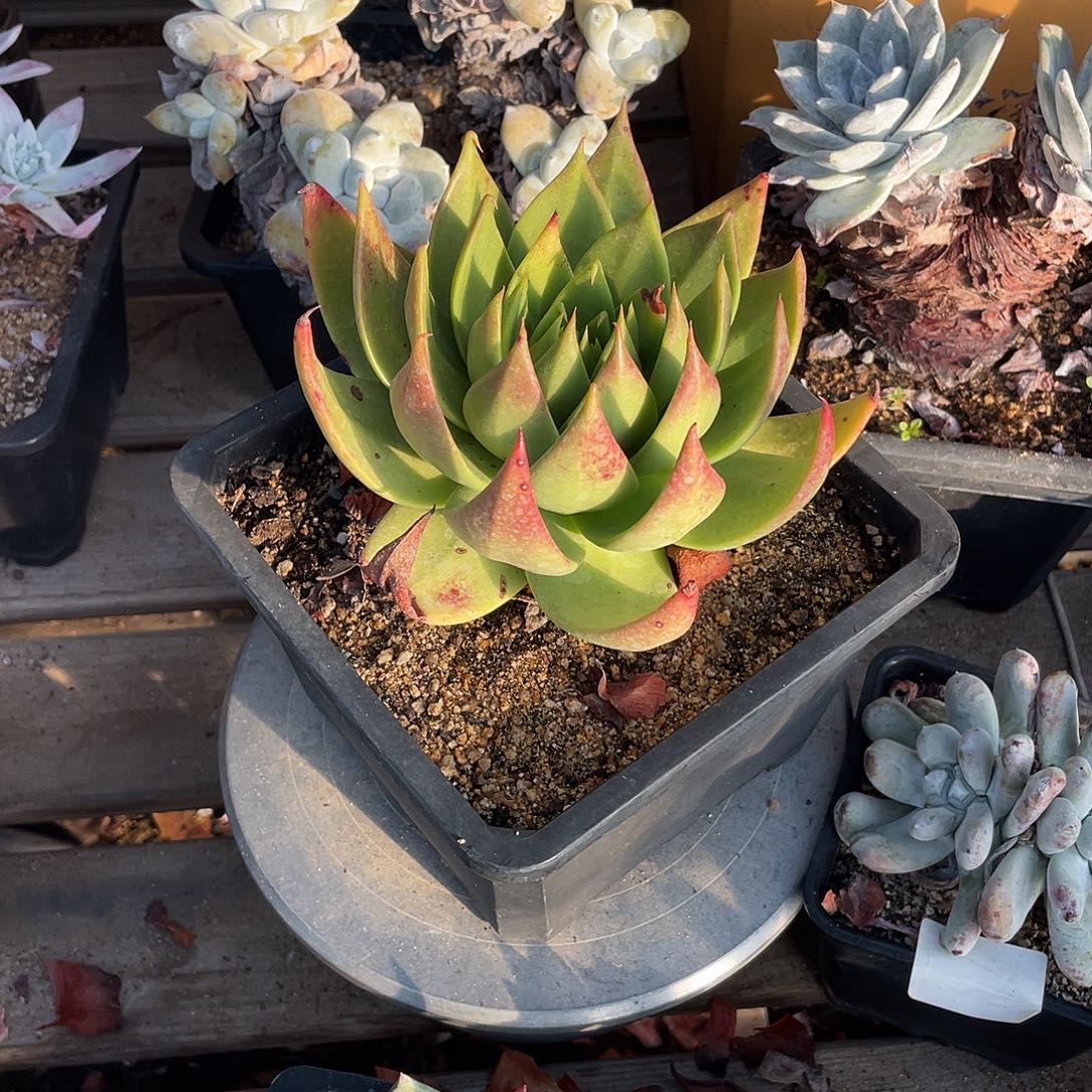 晨溪园艺仙女杯呀