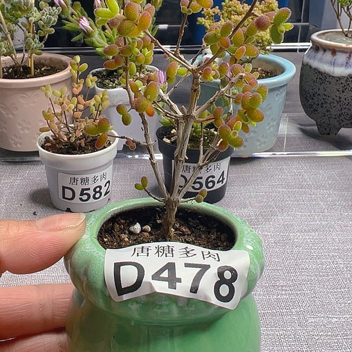 实生糖球478。       