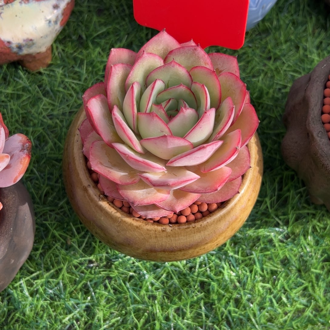 ල***࿐单头牡丹亭多肉植物