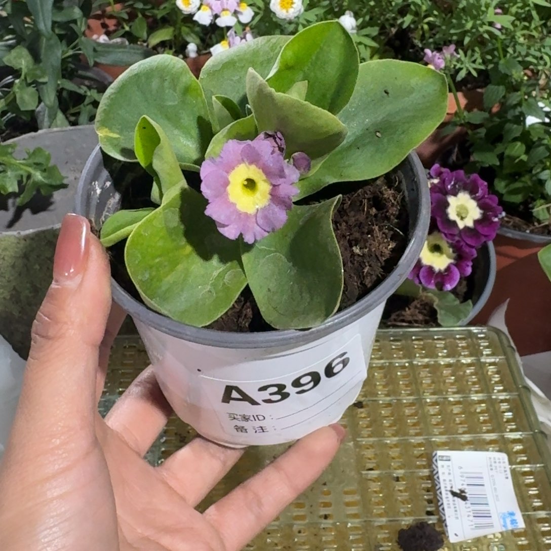 一物一拍耳叶报春A396